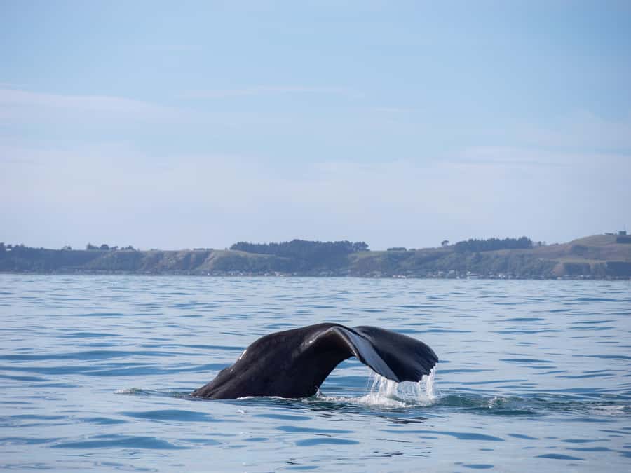 Kaikoura: Whale Watching Cruise - Searching for the giant sperm whale