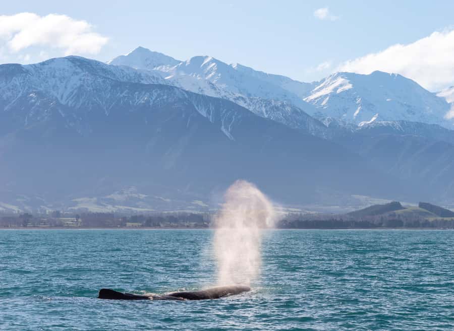 Kaikoura: Whale Watching Cruise - The real cost of a $104 cruise