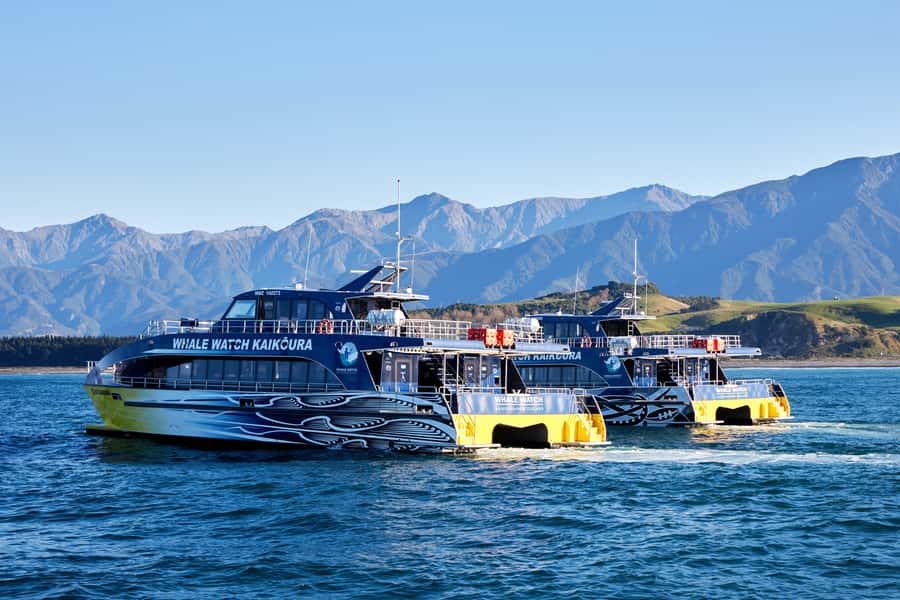 Kaikoura: Whale Watching Cruise - Weather, accessibility, and who should go