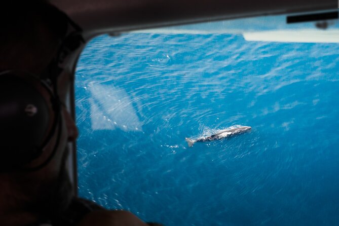 Kaikoura: Whale Watching Flight - Why an aerial whale watch changes the experience