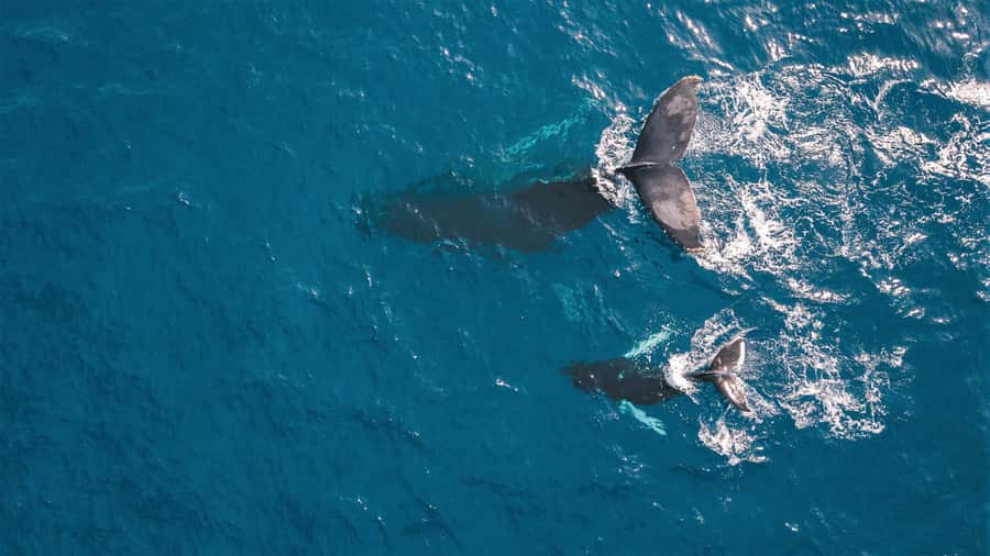 Kaikoura: Whale Watching Flight with Commentary - Key points to know before you fly