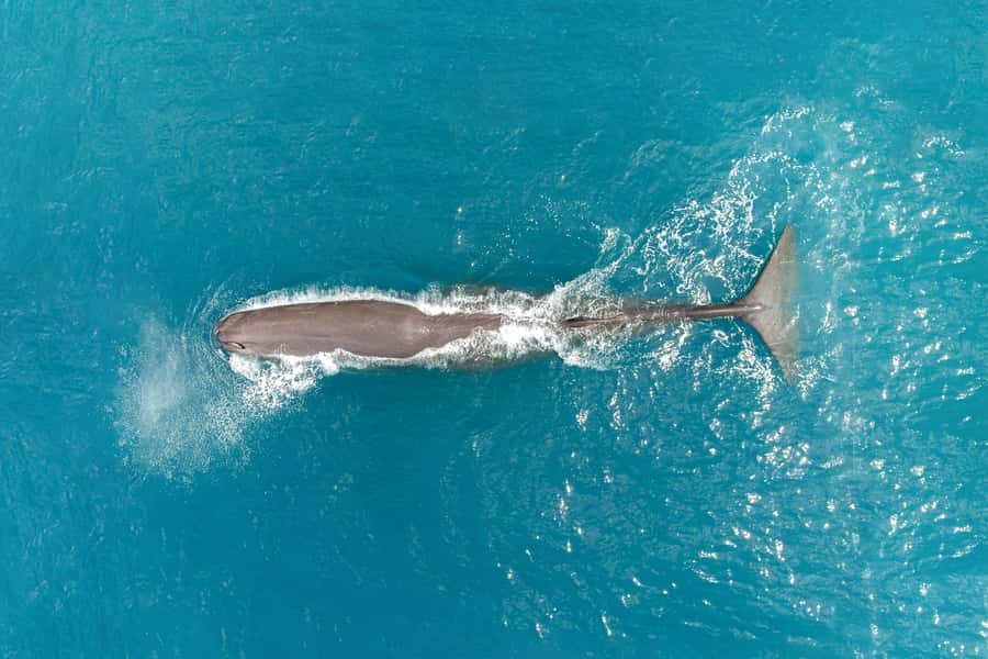 Kaikoura: Whale Watching Flight with Commentary - The 30-minute flight over the sea