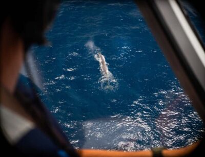 Whale Watching Flight with Commentary