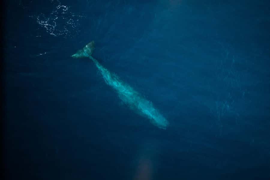 Kaikoura: Whale Watching Flight with Commentary - Weather, weight, and practical limits