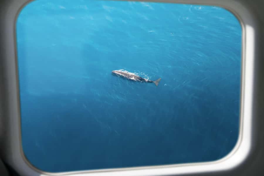 Kaikoura: Whale Watching Flight with Commentary - Should you book Air Kaikoura’s whale flight?