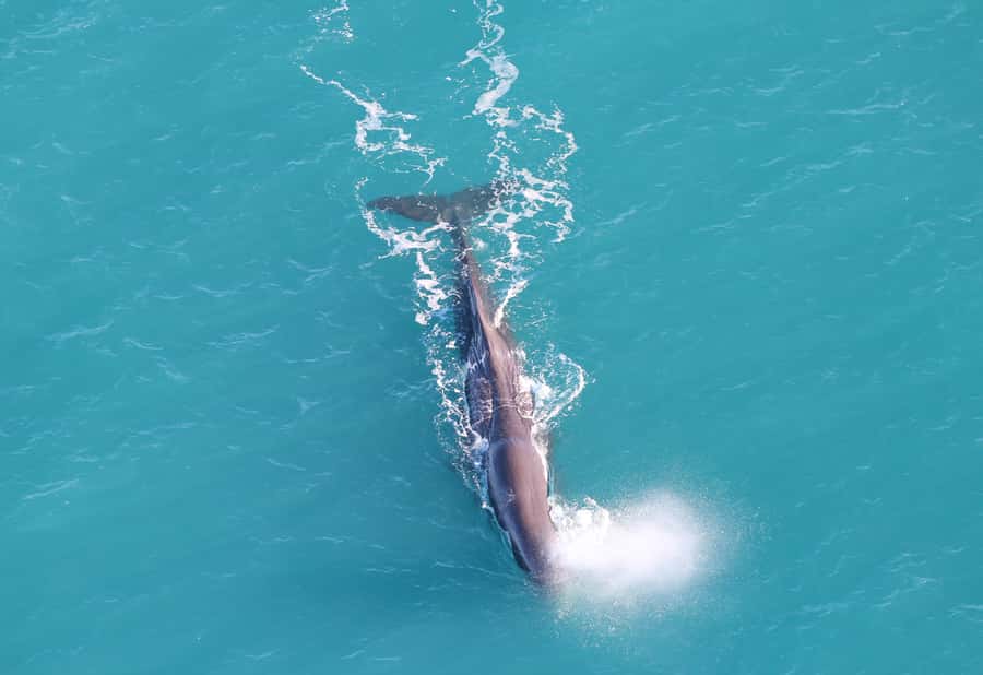 Kaikoura: Whale Watching Flight with Guided Commentary - Why an Aerial View Changes Kaikōura Whale Watching