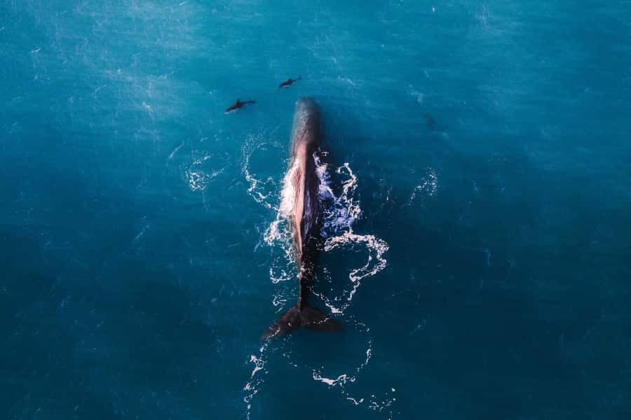 Kaikoura: Whale Watching Flight with Guided Commentary - What the 30-Minute Flight Feels Like