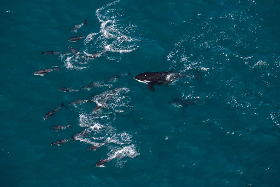 Kaikoura: Whale Watching Flight with Guided Commentary - Is $164 Good Value for 30 Minutes?