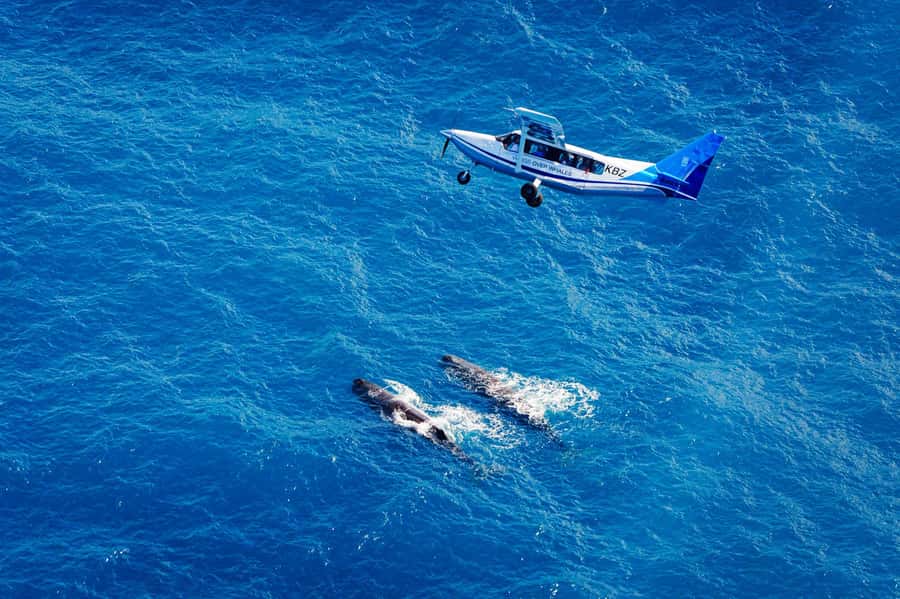 Kaikoura: Whale Watching Flight with Guided Commentary - The Briefing: More Than a Safety Formality