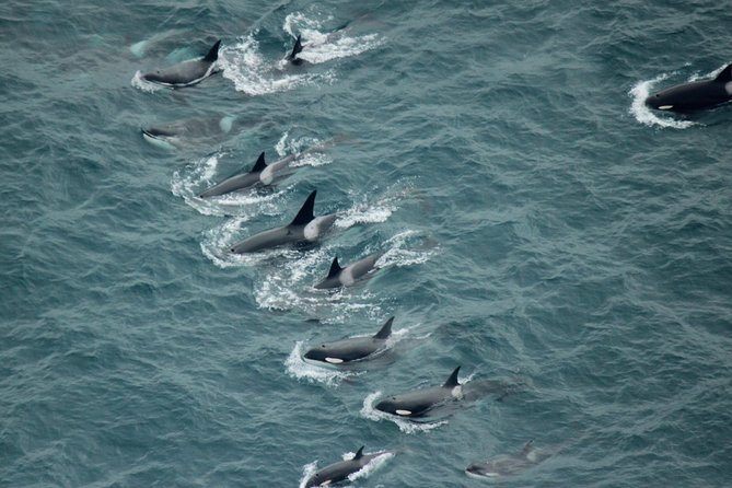 Kaikoura: Whale Watching Flight - A small aircraft and a clear view