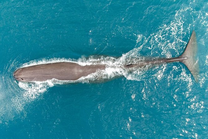 Kaikōura Whale Watching Scenic Flight (40 Minutes) - Check-in at Kaikōura Airport