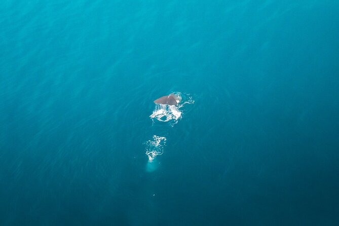 Kaikōura Whale Watching Scenic Flight (40 Minutes) - Dolphins, orcas, and the scenery beyond whales
