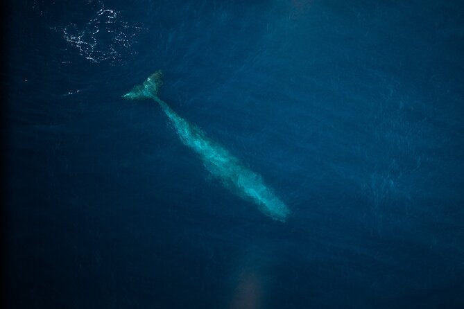 Kaikōura Whale Watching Scenic Flight (40 Minutes) - Weather, cancellations, and timing