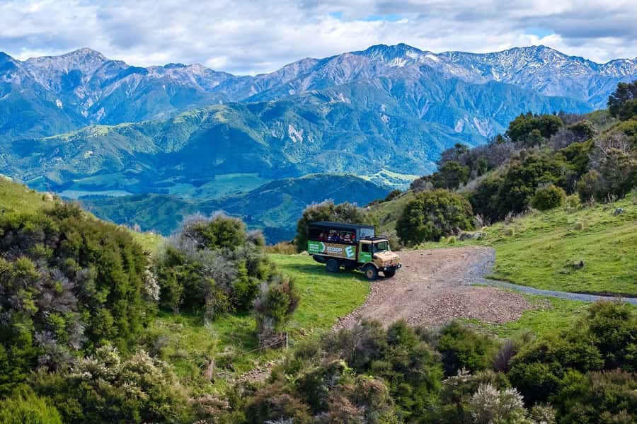 Kaikōura: Zipline and Native Forest Adventure Trip - Key points at a glance