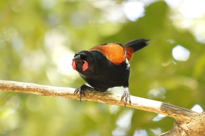 Kapiti Island Classic Guided Day Tour - Stories, local guides, and a personal pace
