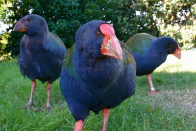 Kapiti Island Classic Guided Day Tour