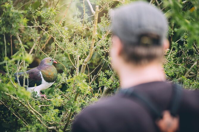 Kapiti Island Classic Guided Day Tour - Who will enjoy this Kapiti Island tour