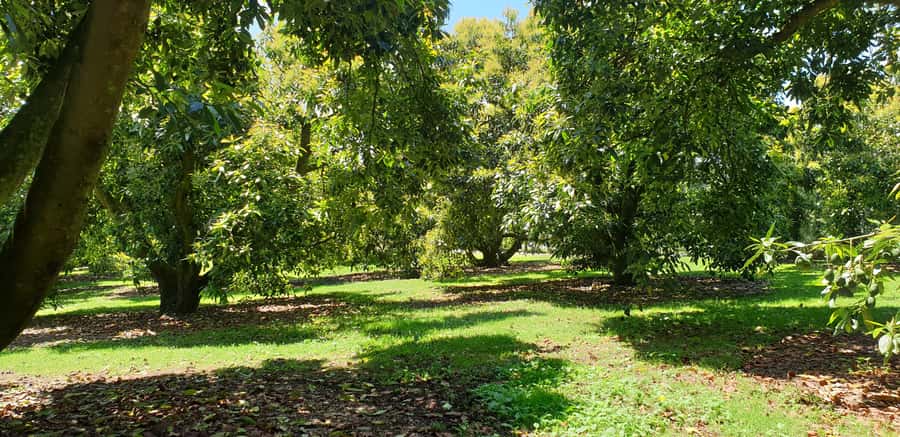 Katikati: Guided Avocado Adventures with Tasty Treats - Watching the picking machine demonstration