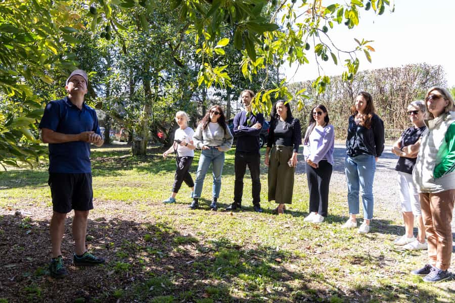 Katikati: Guided Avocado Adventures with Tasty Treats - Guacamole first, avocado ice cream second