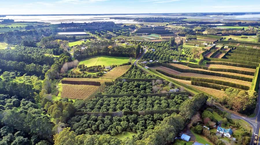 Katikati: Guided Gourmet Avocado Tour - The First 60 Minutes: Learning How an Orchard Works
