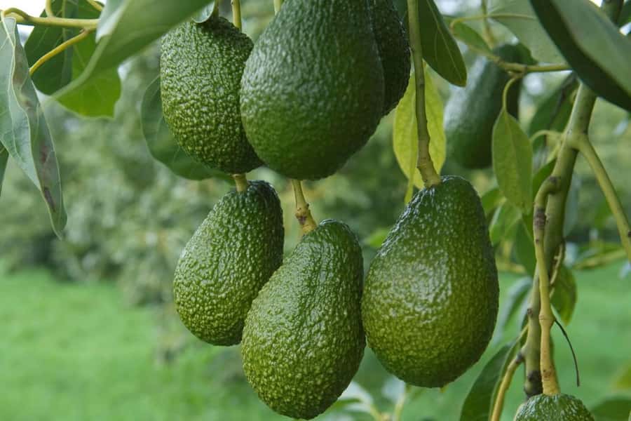 Katikati: Guided Gourmet Avocado Tour - Who Will Enjoy This Experience Most
