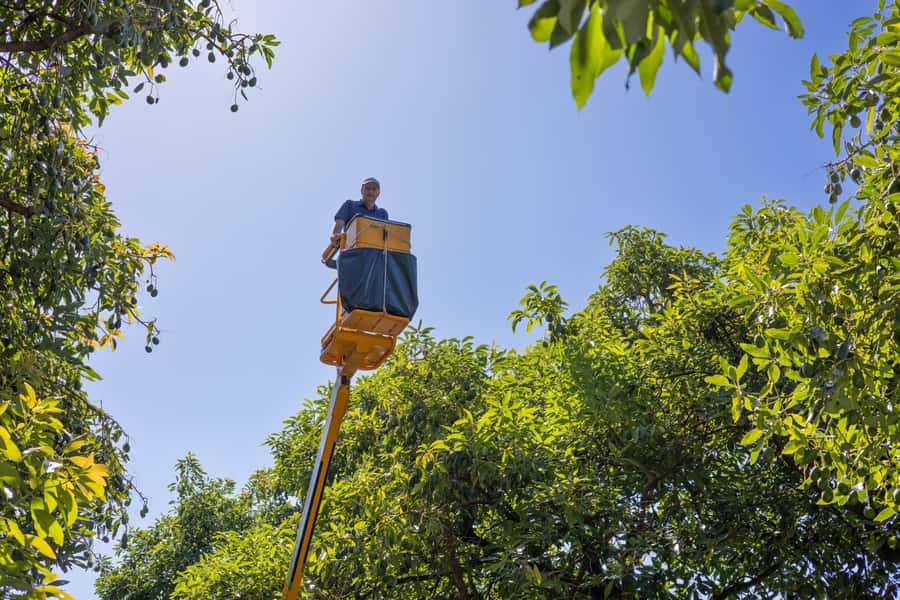 Katikati: Guided Gourmet Avocado Tour - Should You Book the Katikati Avocado Tour?