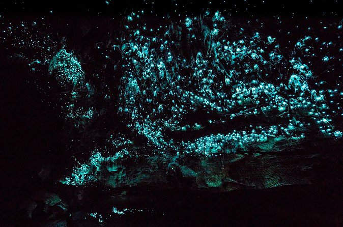 Kawiti Family Glowworm Caves Guided Tour in Bay of Islands - Rain, timing, and the no-photo rule