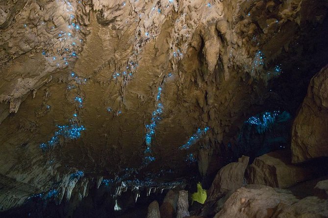 Kawiti Glow Worm Cave Tour & Opua Forest Walk - Why the Kawiti Glow Worm Cave is worth your morning