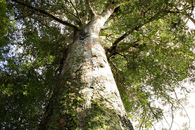 Kawiti Glow Worm Cave Tour & Opua Forest Walk - Kawakawa’s Hundertwasser Toilets