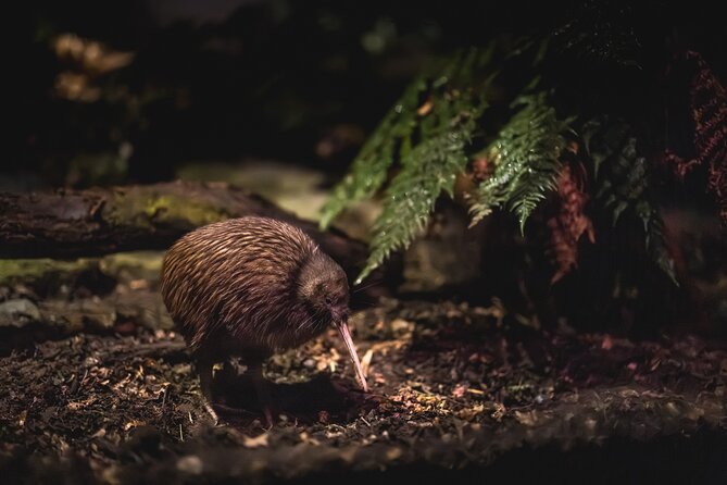 Kiwi Park Queenstown Admission - What Kiwi Park is really like