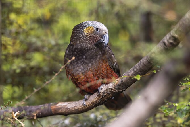 Kiwi Park Queenstown Admission - Is $39.72 good value?