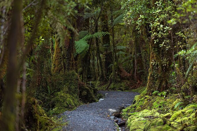 Lake Matheson Nature Tour - A 30-minute tea stop by the view