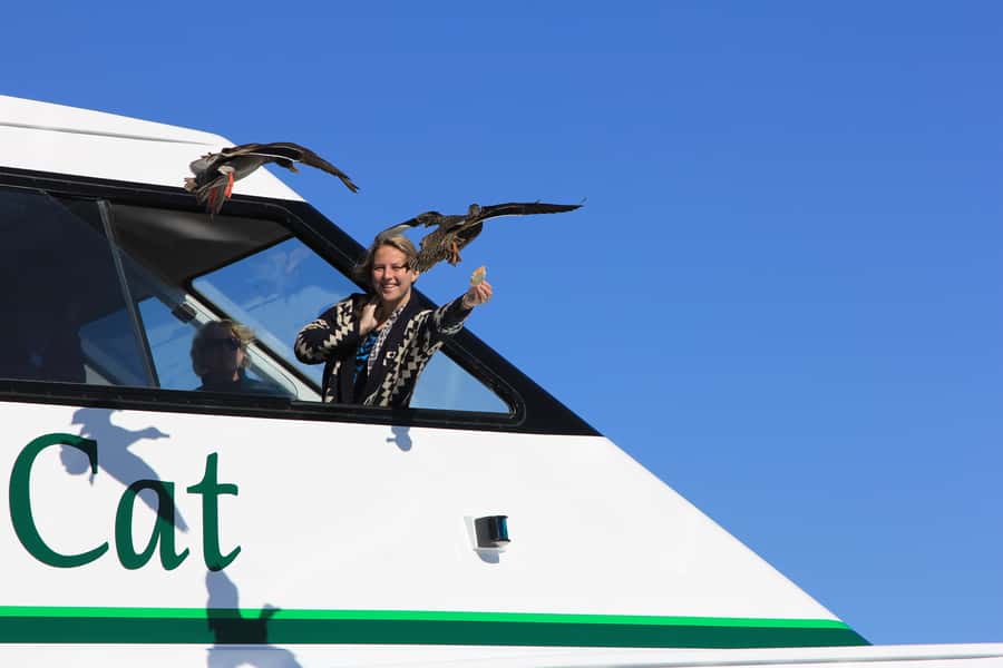 Lake Taupo: 1.5-Hour Maori Rock Carvings 5:00 PM Cruise - Families, older visitors, and accessibility