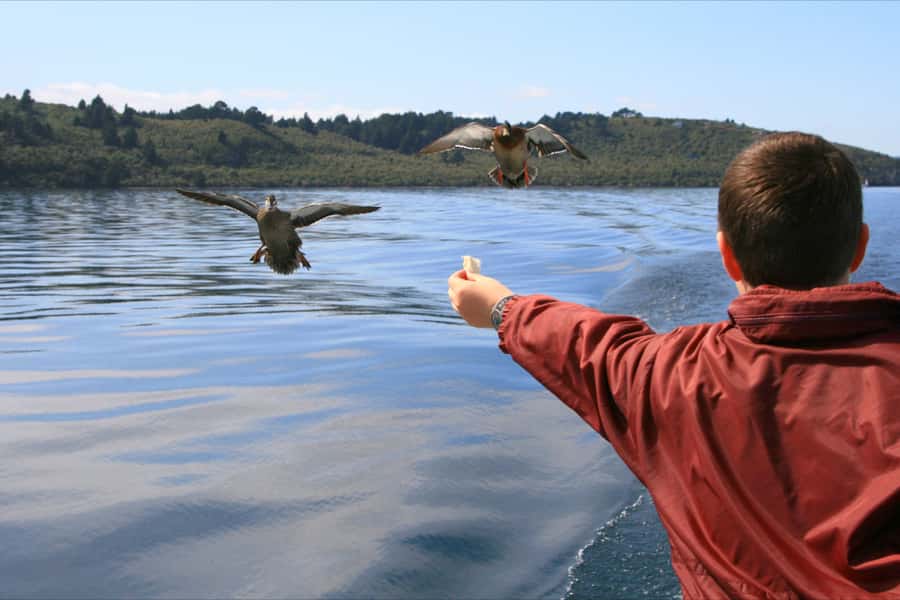 Lake Taupo: 1.5-Hour Māori Rock Carvings Cruise - Why this 90-minute Lake Taupō cruise works