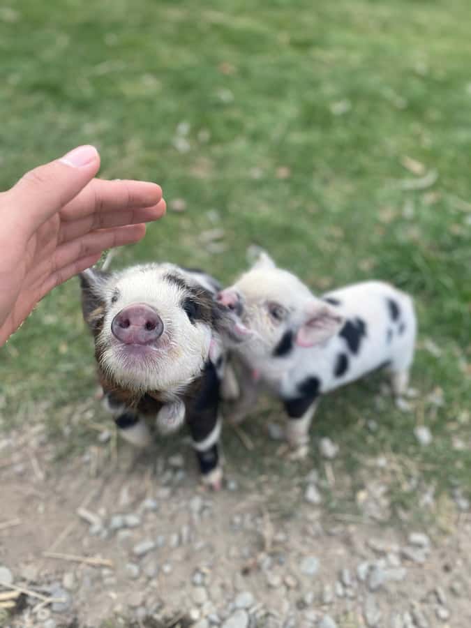 Lake Tekapo: Guided Petting Zoo Visit - Key points to know before you go