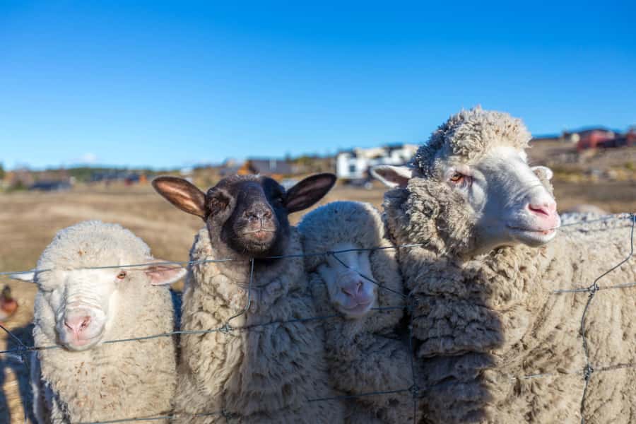 Lake Tekapo: Guided Petting Zoo Visit - Meeting the animals in central Lake Tekapo