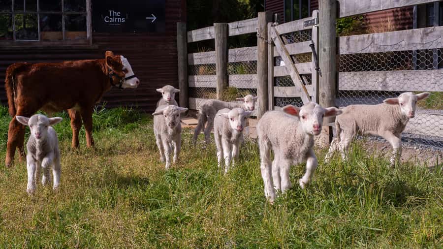 Lake Tekapo: Guided Petting Zoo Visit - Twenty minutes of guided feeding