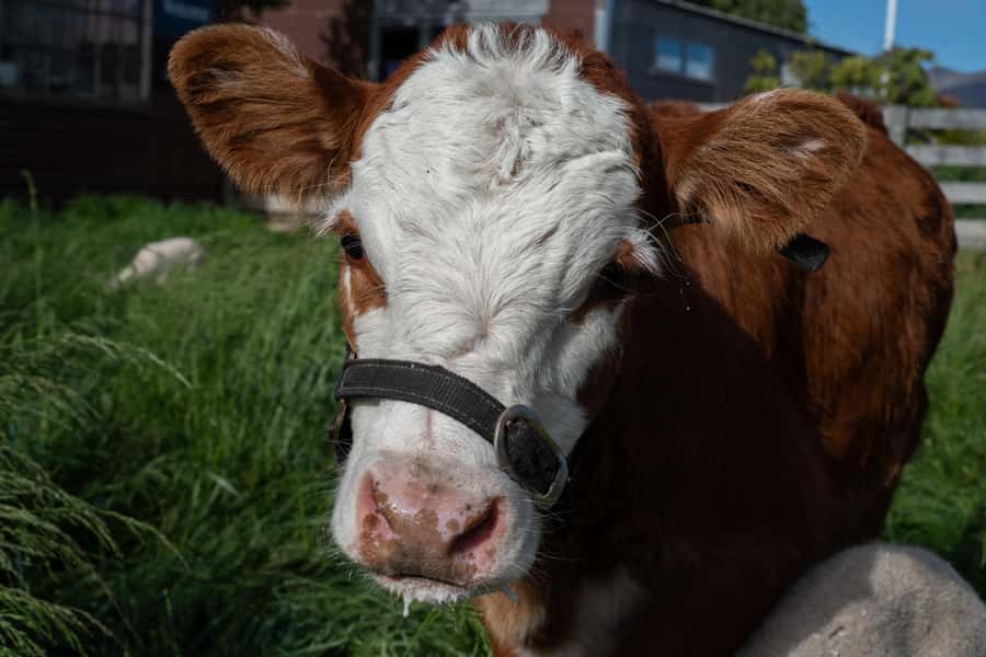 Lake Tekapo: Guided Petting Zoo Visit - Baby lamb season and the bottle-feeding chance