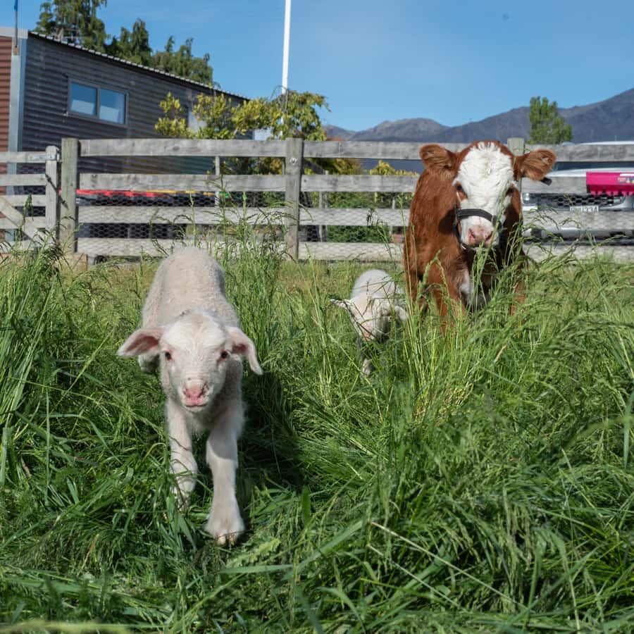 Lake Tekapo: Guided Petting Zoo Visit - Is $11 good value?