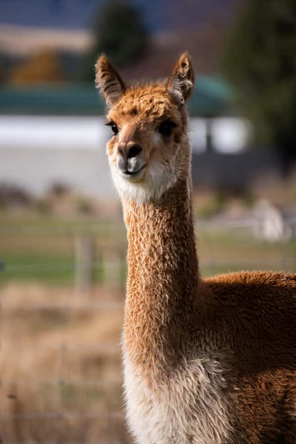 Lake Tekapo: Guided Petting Zoo Visit - Practical tips for a smoother visit