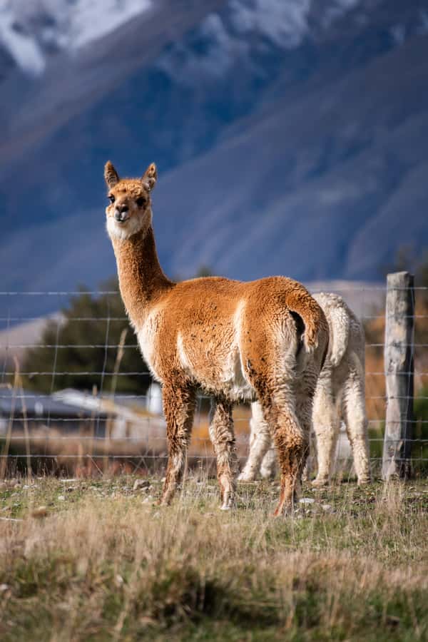 Lake Tekapo High Country Farm Tour (Carbon Positive) - The private Mt. John lookout