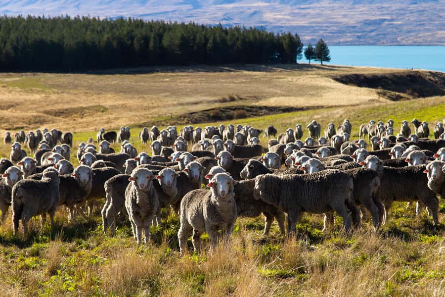 Lake Tekapo High Country Farm Tour (Carbon Positive) - The guide makes the difference
