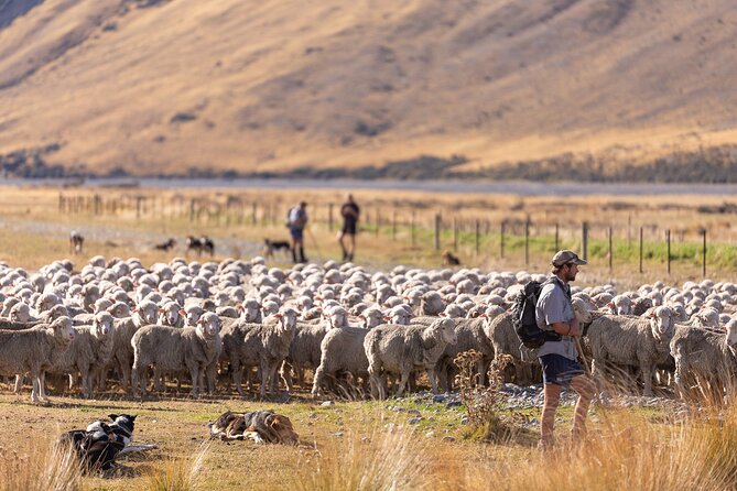 Lake Tekapo Scenic Wilderness Cass Valley Tour - Should you book the Cass Valley tour?