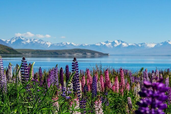 Lake Tekapo to Mt Cook One-Way Small Group Tour - Key points to know before booking