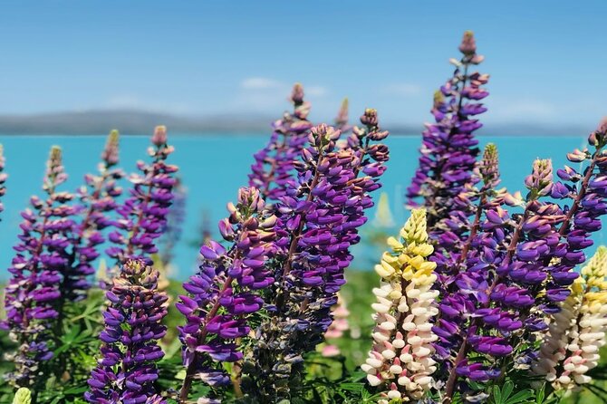 Lake Tekapo to Mt Cook One-Way Small Group Tour - A scenic transfer, not just a ride between towns