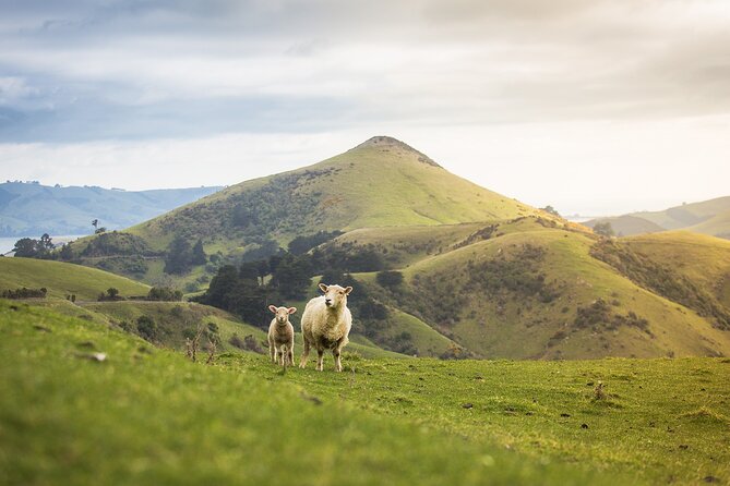 Larnach Castle Tour & Wildlife Cruise (Dunedin Shore Excursion) - What the $121.01 price includes