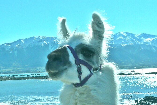 Llama Trek (Half-day) - Kaikoura Bay, Beaches & Seal Colony - Why a llama walk suits Kaikōura