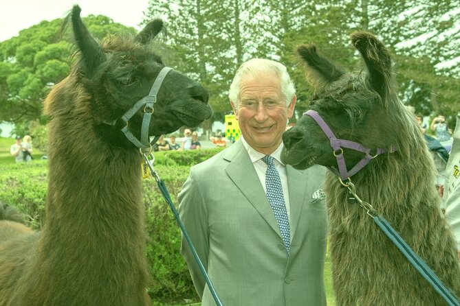 Llama Trek (Half-day) - Kaikoura Bay, Beaches & Seal Colony - Following the Kaikōura Bay shoreline