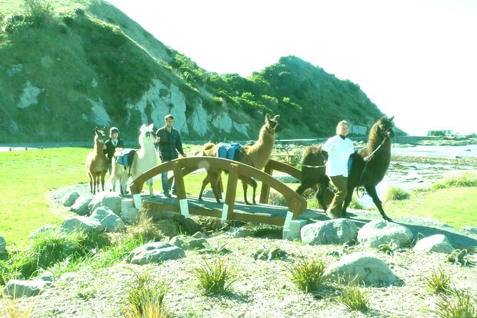 Llama Trek (Half-day) - Kaikoura Bay, Beaches & Seal Colony - Pausing at Ohau Point for fur seals