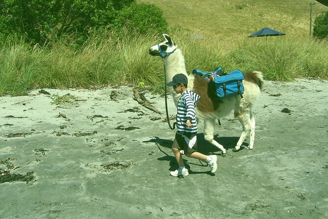 Llama Trek (Half-day) - Kaikoura Bay, Beaches & Seal Colony - Learning how llamas see people